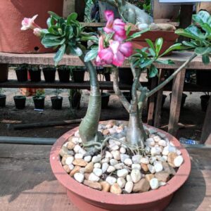 Kõrberoos Adenium obesum