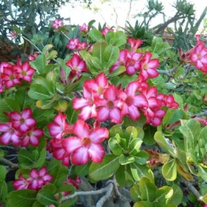 Kõrberoos Adenium obesum