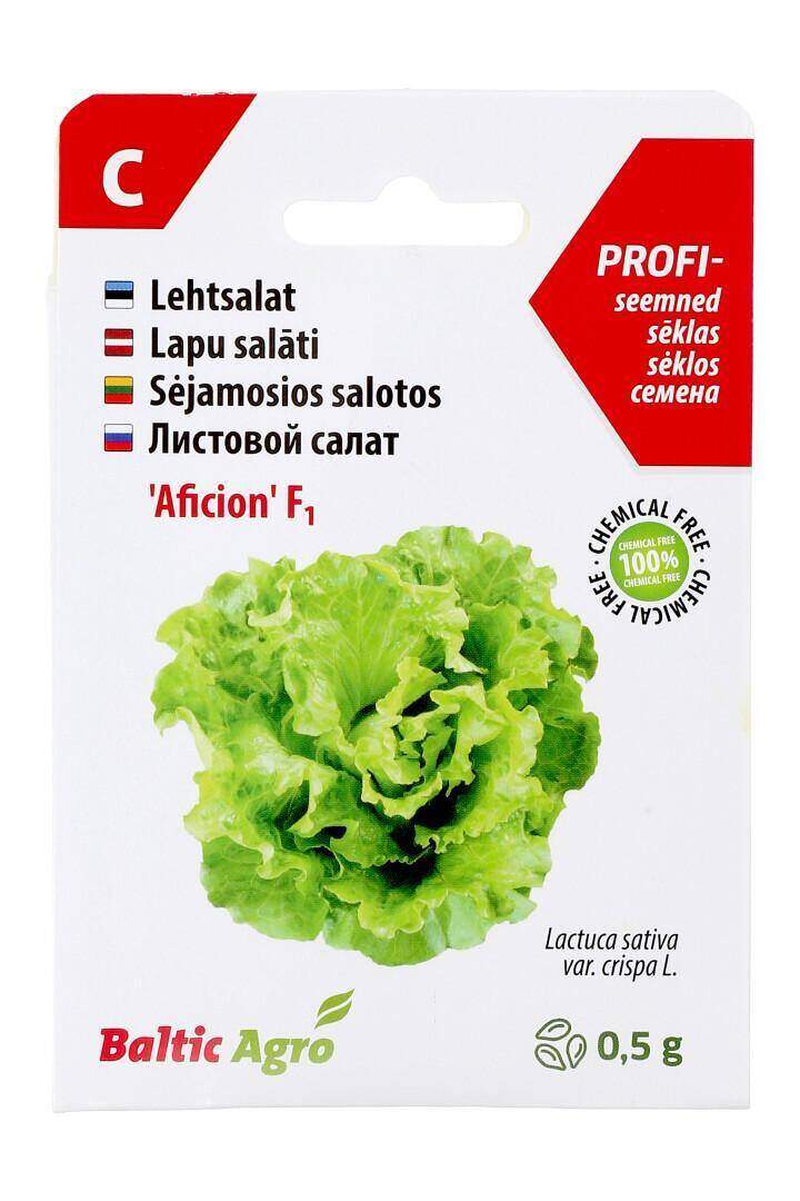 Lettuce 'Aficion' Grand Rapids