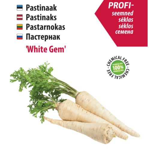 Pastinaak,Pastinaak White Gem