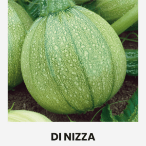 Цукини DI NIZZA