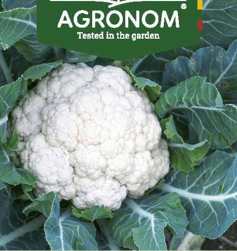 CAULIFLOWER ERFURT