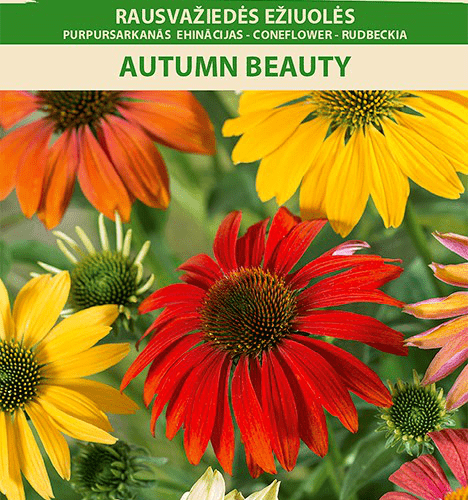 Эхинацея пурпурная "Autumn Beauty"