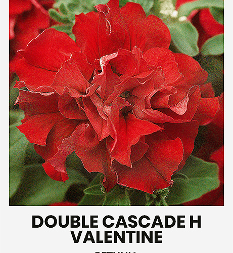 Petuunia DOUBLE CASCADE H VALENTINE