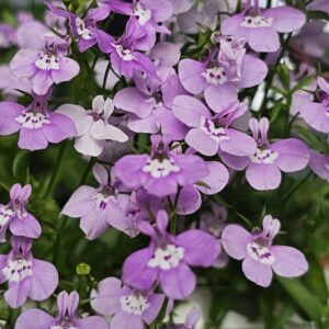 Lobeelia 'Lilac Palace
