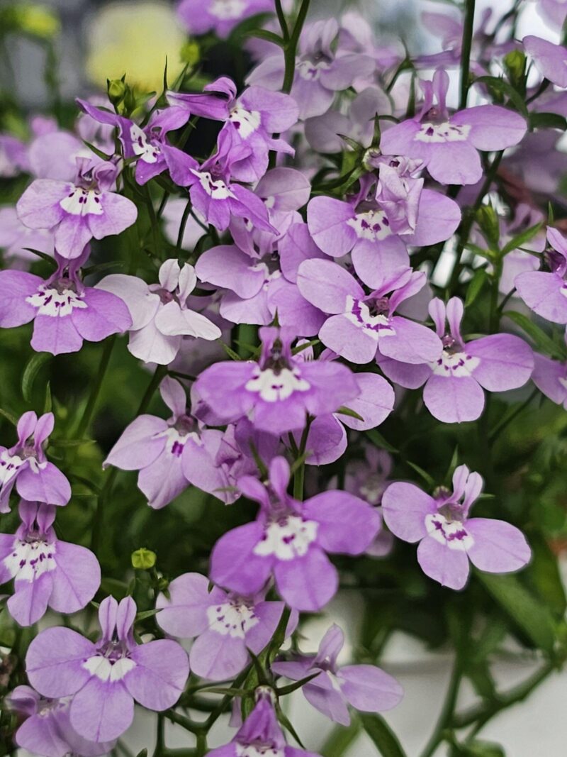 Lobeelia 'Lilac Palace