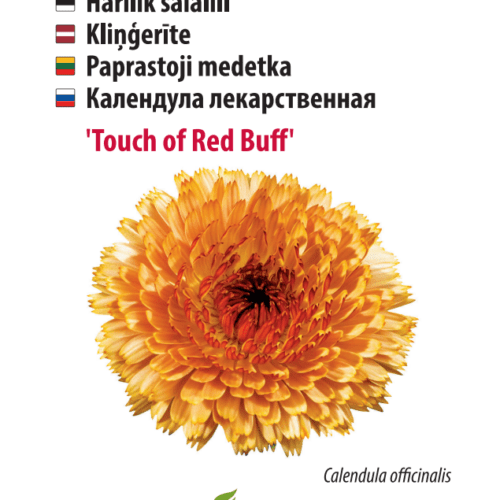 Kehäkukka ‘Touch of Red Buff’
