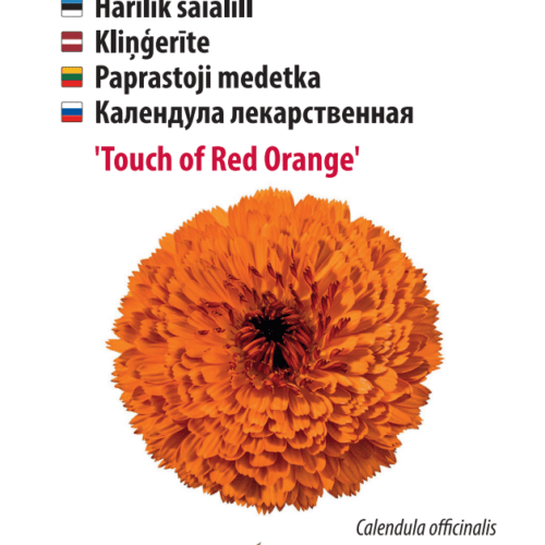 Kehäkukka ‘Touch of Red Orange’