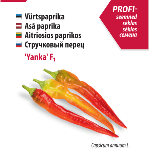 Chilipaprika 'Yanka' F1