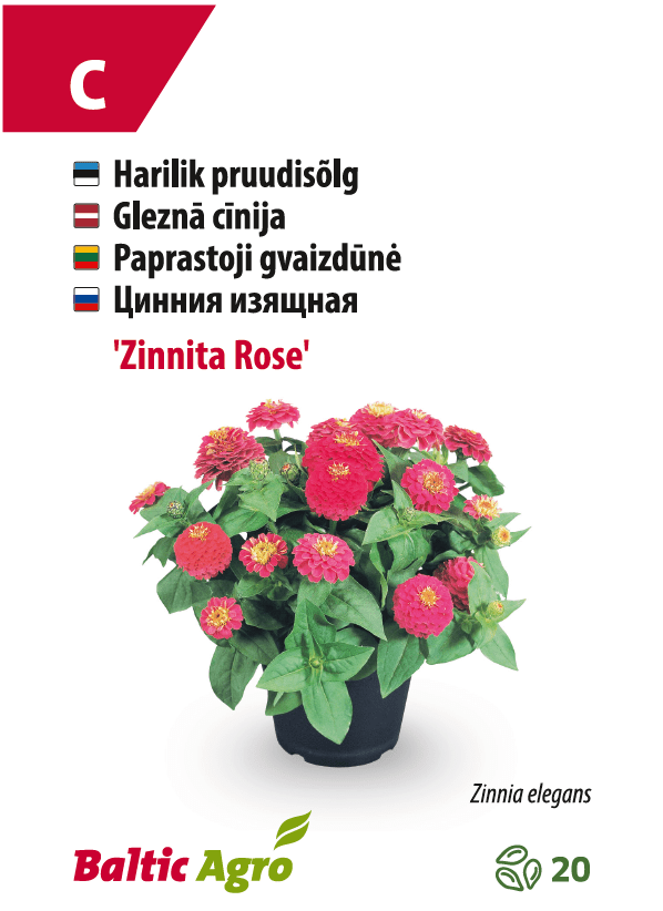 Циния "Зиннита Роуз" цветущая в горшке от Baltic Agro.