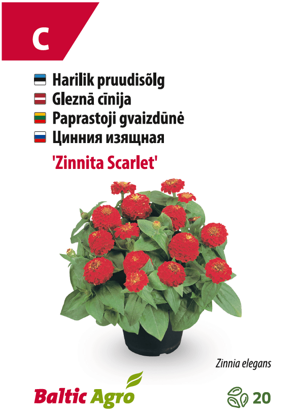 Pruudisõlg ‘Zinnita Scarlet’