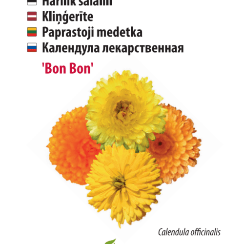 Kehäkukka ‘Bon Bon’
