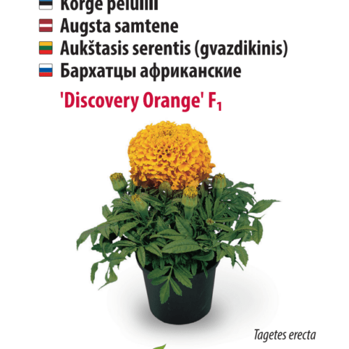 Peiulill ‘Discovery Orange’