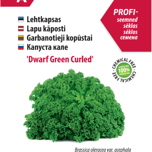 Kale 'Dwarf Green Curled'