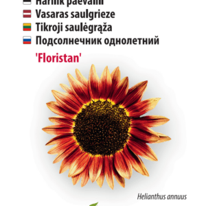 Auringonkukka 'Floristan'