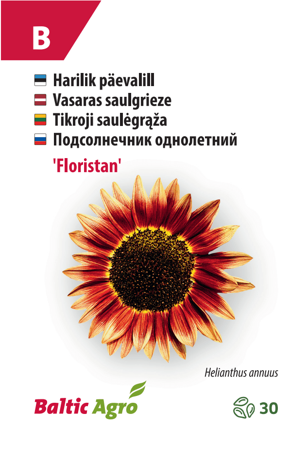 Auringonkukka 'Floristan'