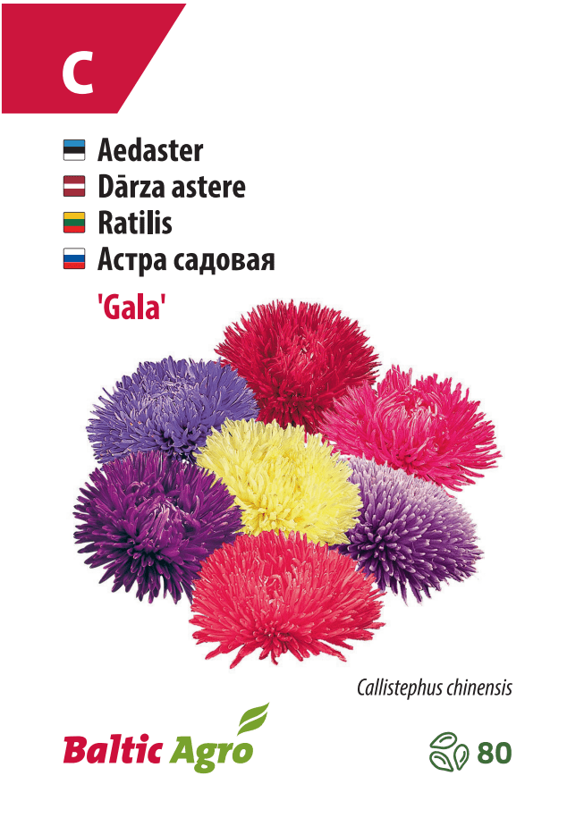 Aster ‘Gala’
