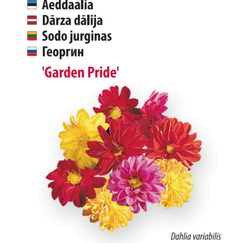 Daalia Garden Pride