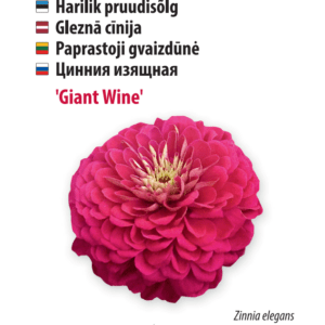 Pruudisõlg ‘Giant Wine’
