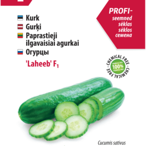 Lettuce 'Aficion' Grand Rapids