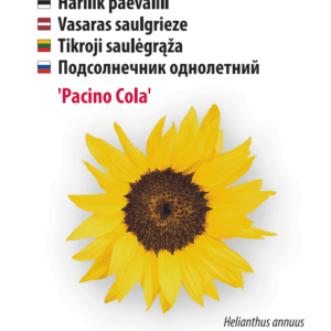 Auringonkukka 'Pacino Cola'
