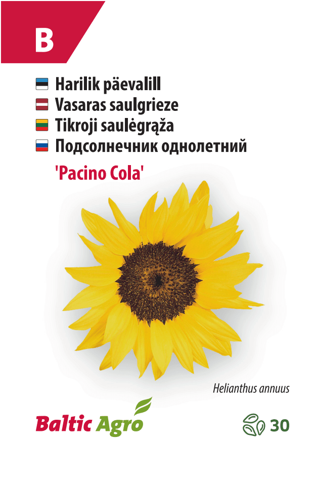 Auringonkukka 'Pacino Cola'