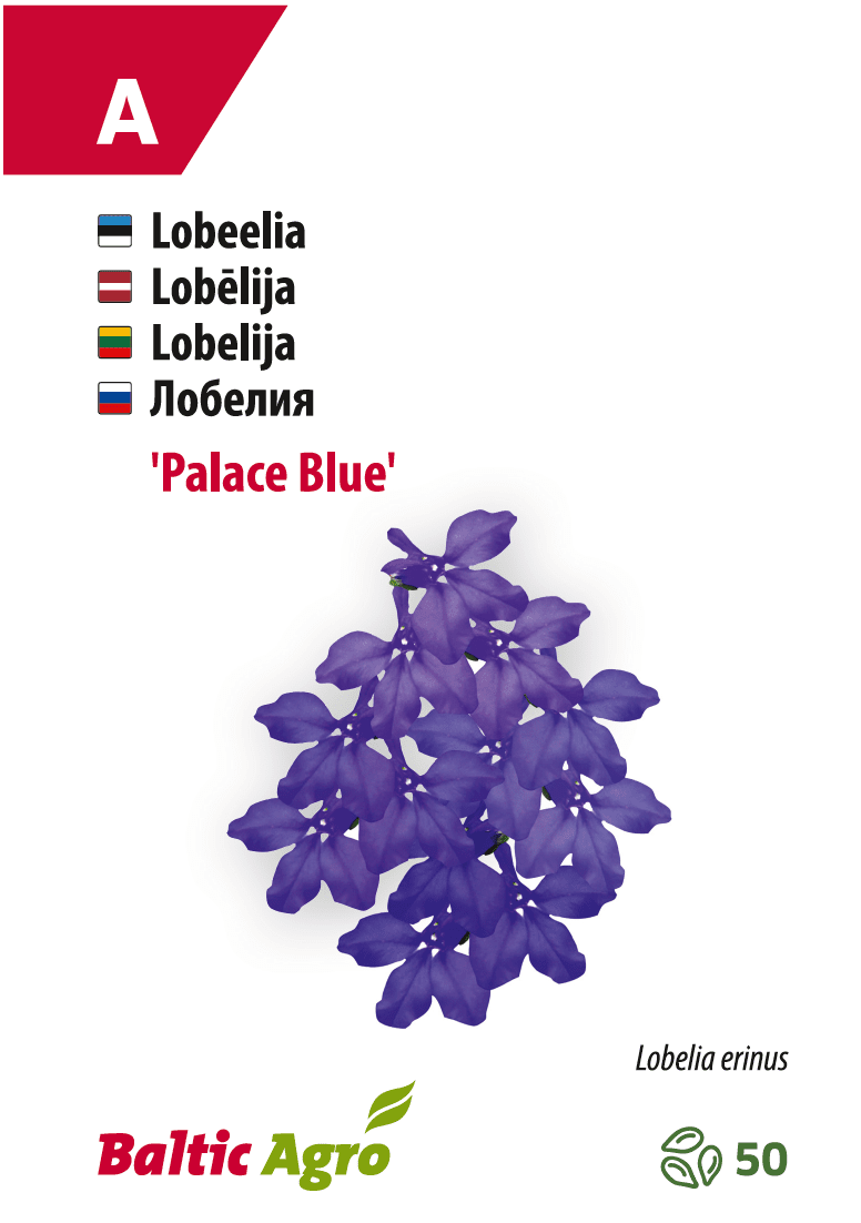 Lobeelia Palace Blue, kukkakuva, Baltic Agro
