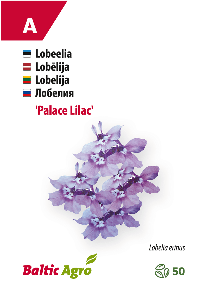 lobeelia 'lilac palace' (syreenipalatsi)