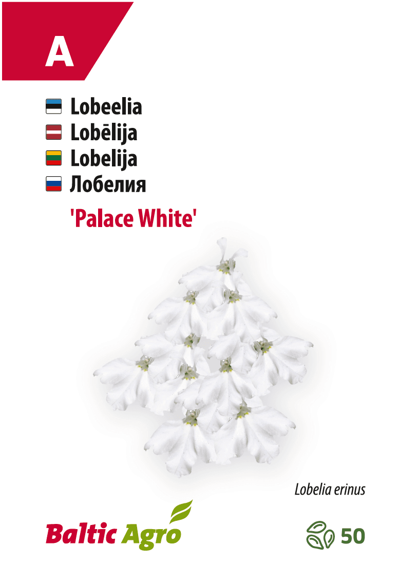 Lobeelia 'Palace White' siemenet, 50 kpl, Baltic Agro.