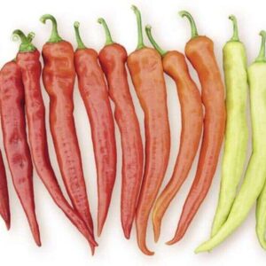 Chilipaprika 'Yanka' F1
