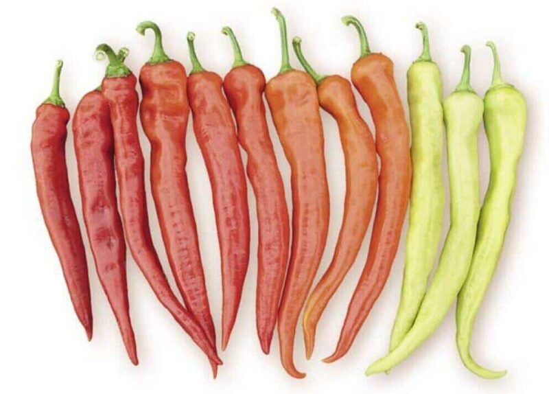 Chilipaprika 'Yanka' F1