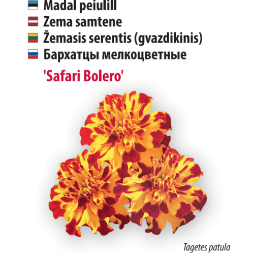Peiulill ‘Safari Bolero’
