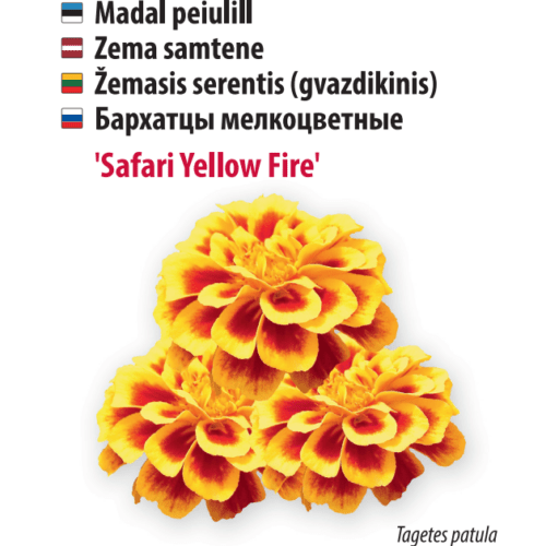 Peiulill ‘Safari Yellow Fire’