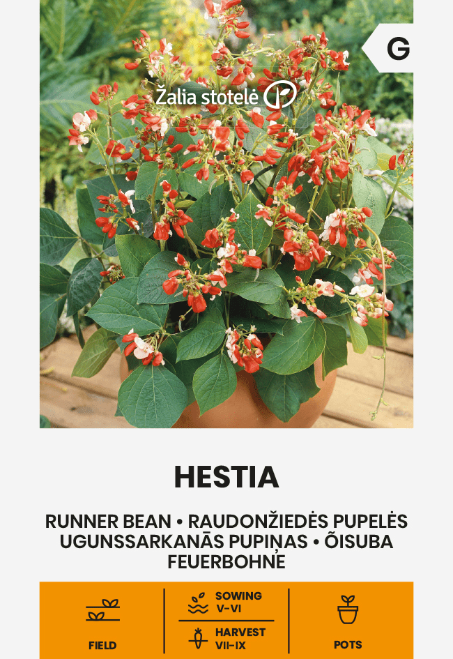 Punaseõielise aedoa Hestia seemned puuistutusnõus.