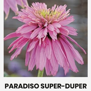 Семена эхинацеи пурпурной 'Paradiso Super-Duper'