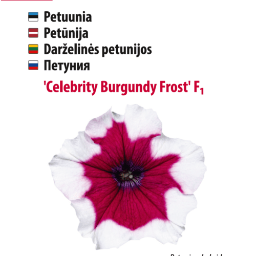 Petuunia 'Celebrity Burgundy Frost'