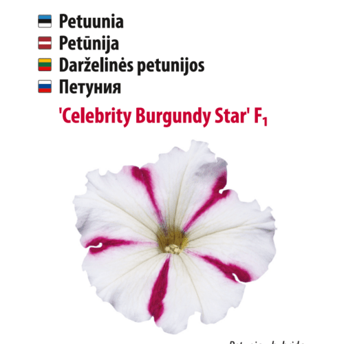 Petuunia 'Celebrity Burgundy Star'