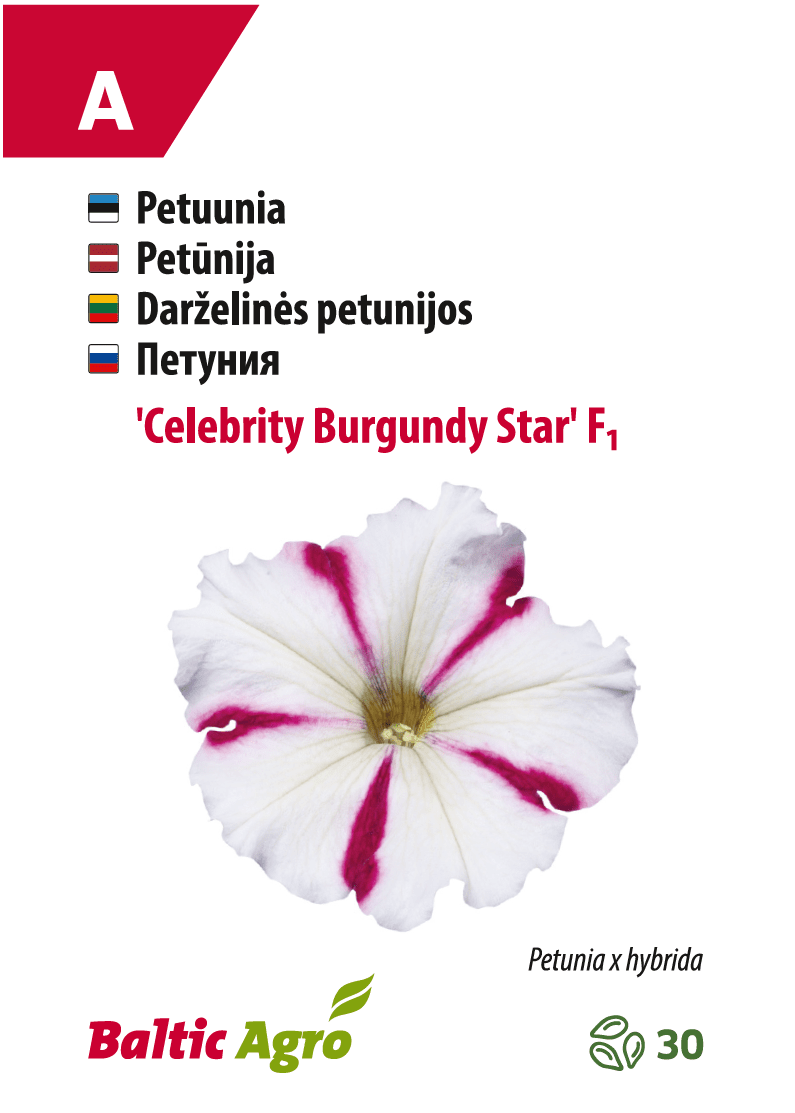 Petuunia 'Celebrity Burgundy Star'