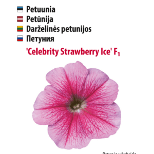 Petuunia 'Celebrity Strawberry Ice'
