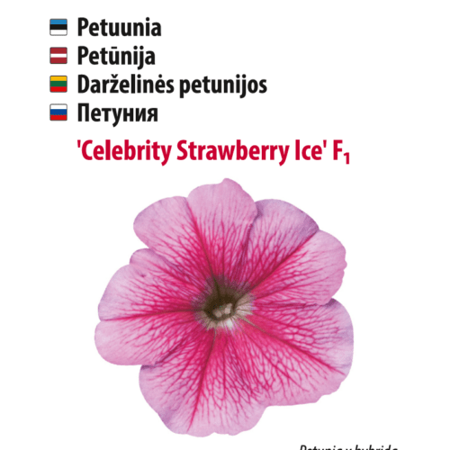 Petuunia 'Celebrity Strawberry Ice'