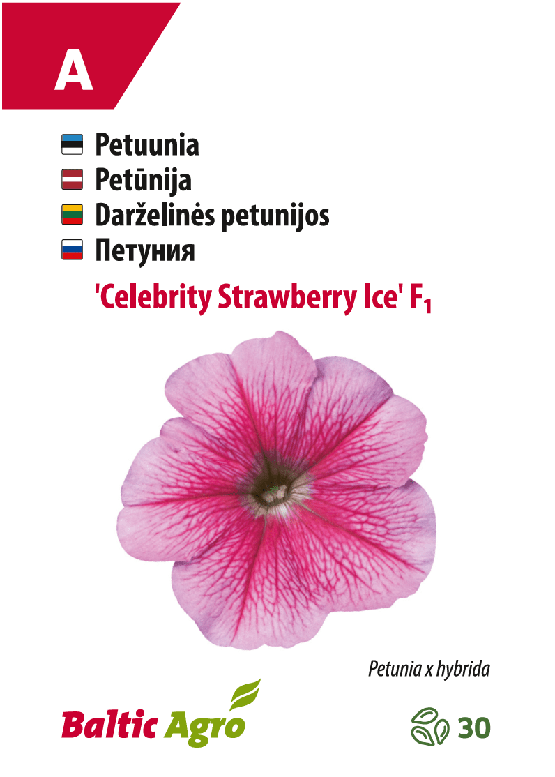 Petuunia 'Celebrity Strawberry Ice'