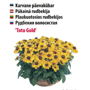 Päivänhatut 'Toto Gold'