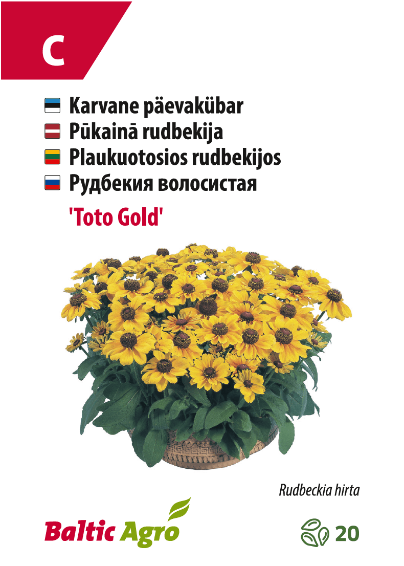 Päivänhatut 'Toto Gold'