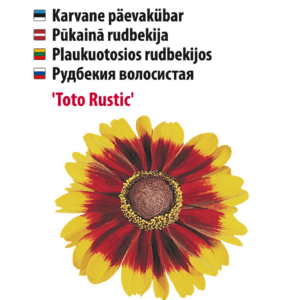 Päivänhatut 'Toto Rustic'