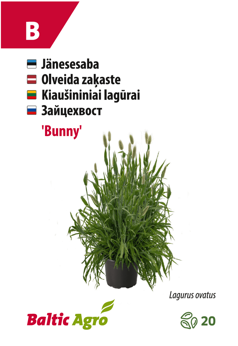 Jänesesaba taim potis, Baltic Agro, Lagurus ovatus.