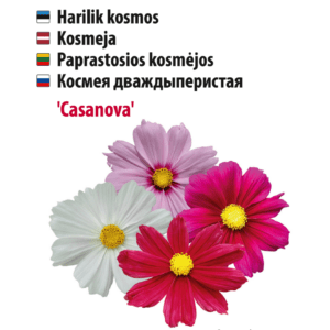 Kosmose lilled 'Casanova', mitmevärviline, Baltic Agro.