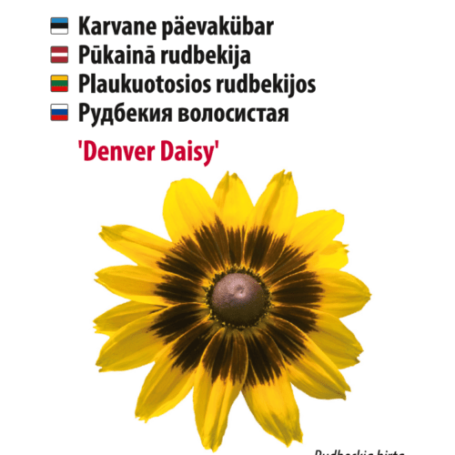 Karkea päivänhattu 'Denver Daisy' kukka Baltic Agrolta.