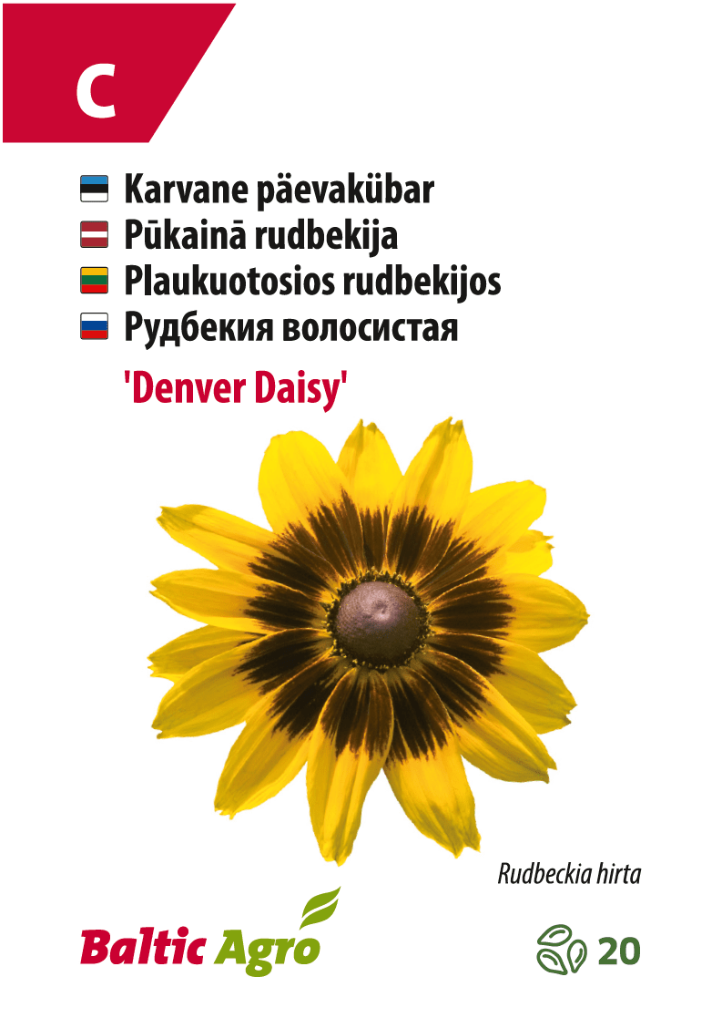 Karkea päivänhattu 'Denver Daisy' kukka Baltic Agrolta.