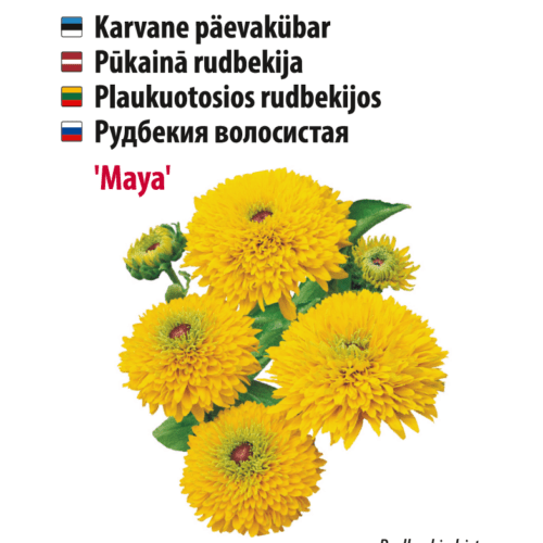Päivänkakkara 'Maya', keltaiset kukat, Baltic Agro.