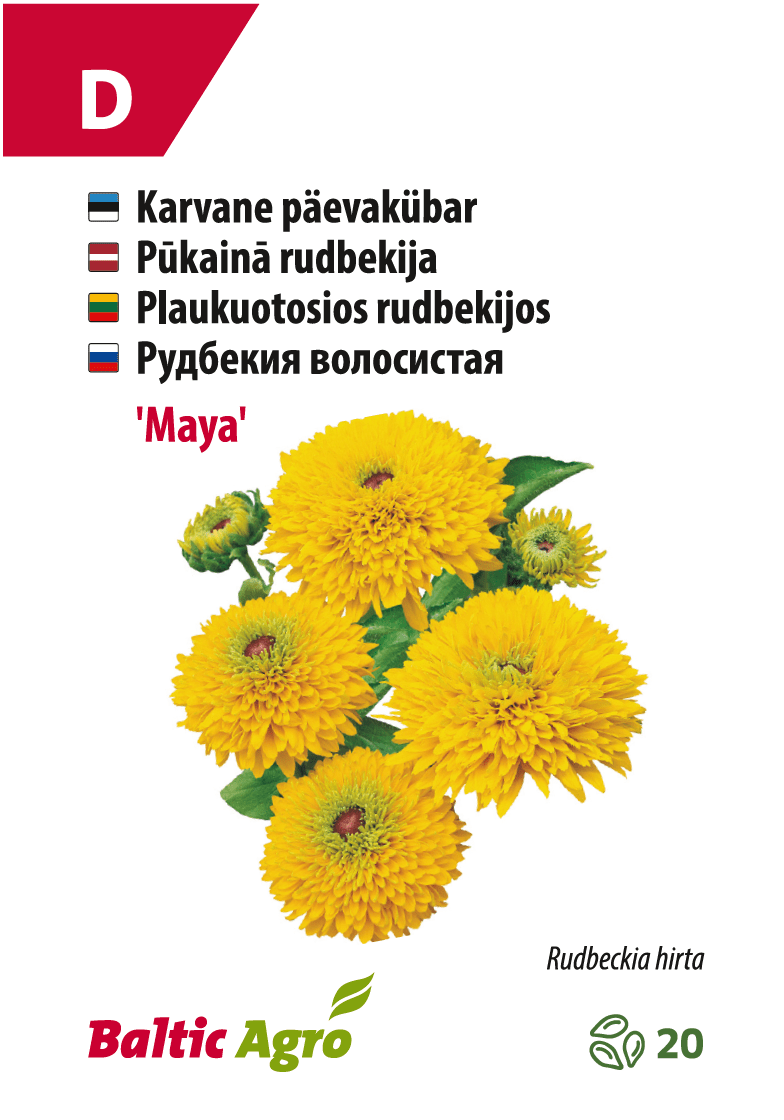 Päivänkakkara 'Maya', keltaiset kukat, Baltic Agro.
